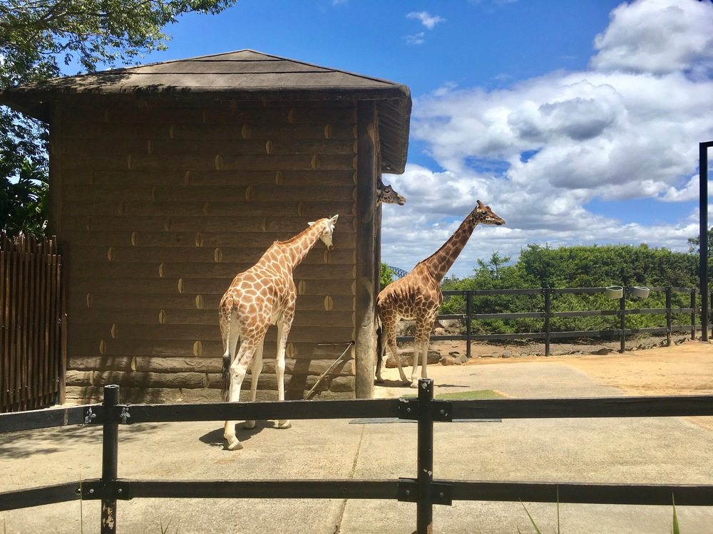 Travel photograph from our 18 things to do in sydney australia story